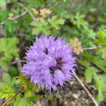 בית נופש Cerqua Rosara *