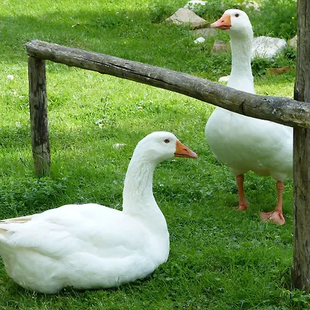 度假居 Cerqua Rosara *