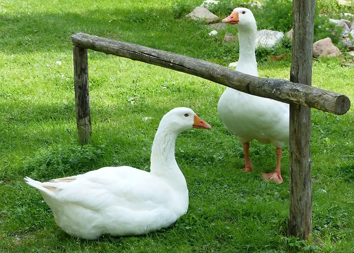 Dom wakacyjny Cerqua Rosara *